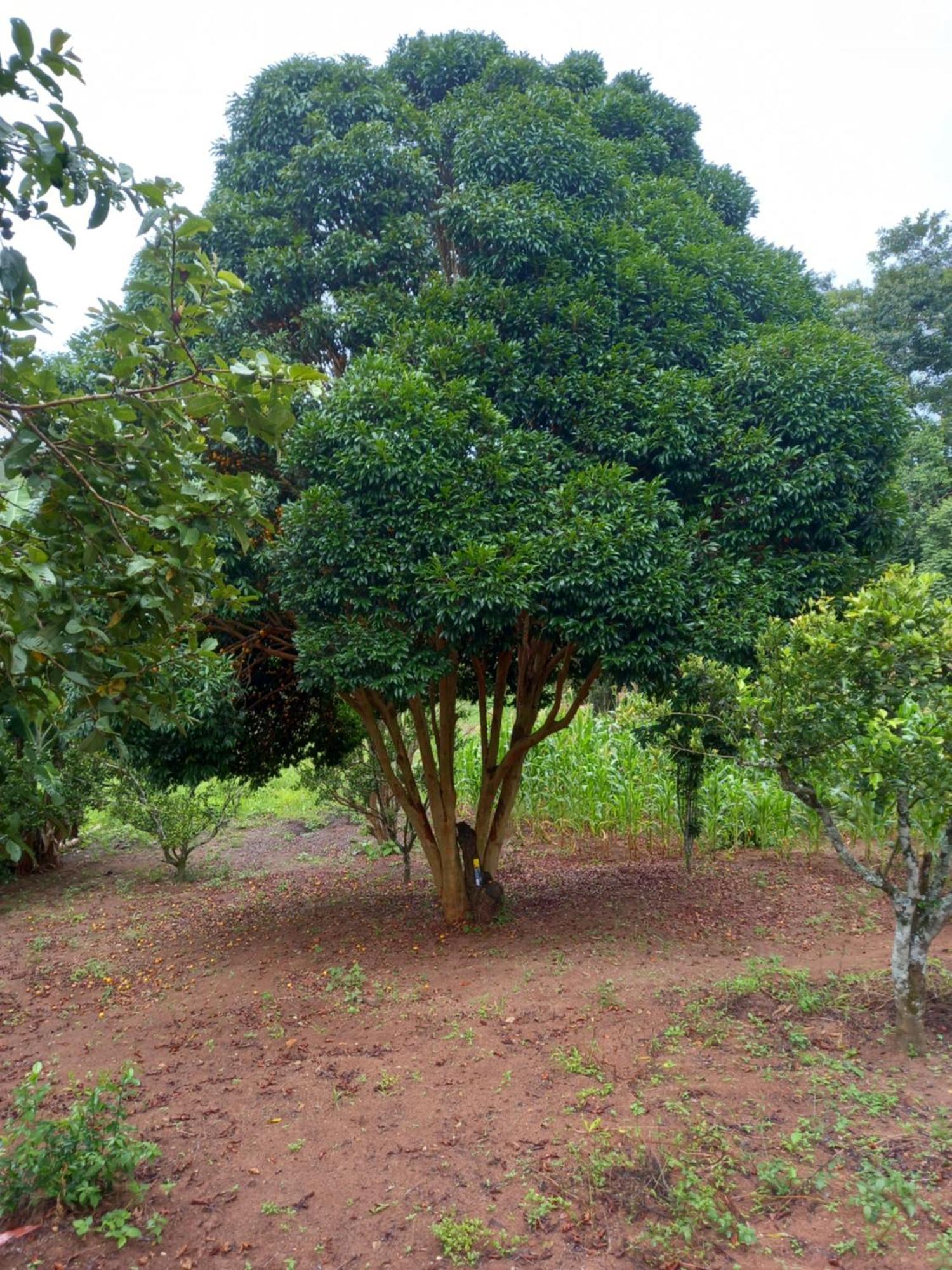 Pousada La Na Roca Paraisópolis Buitenkant foto